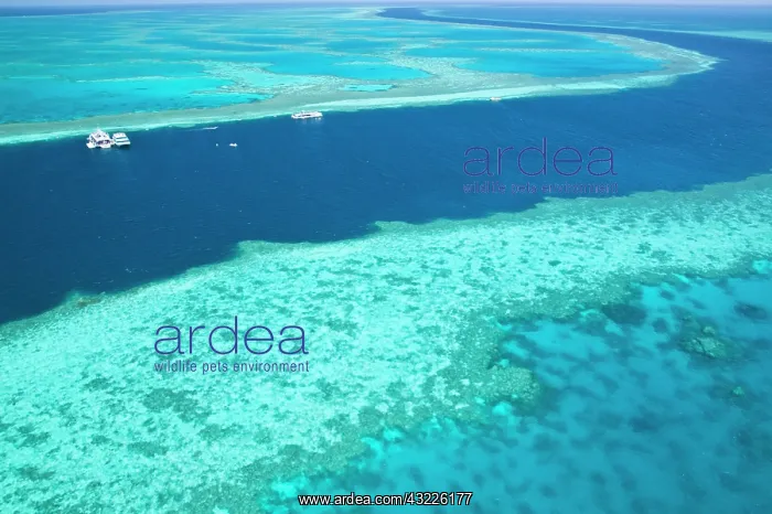: Aerial view of The Great Barrier Reef by : Aerial view of The Great Barrier Reef by