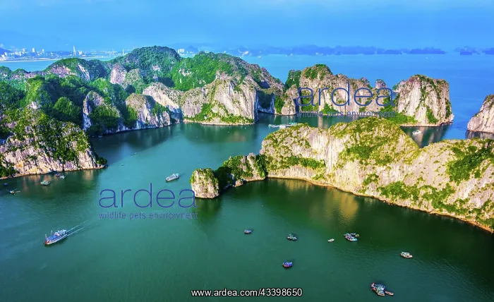 : Aerial view of Ha Long Bay, Vietnam, Asia : Aerial view of Ha Long Bay, Vietnam, Asia