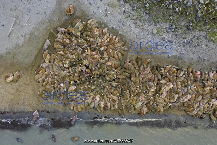 : Aerial view over herd of walruses (Odobenus rosmarus) : Aerial view over herd of walruses (Odobenus rosmarus)