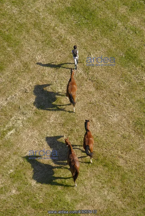 : Aerial view of horses in a field in Picardy France : Aerial view of horses in a field in Picardy France