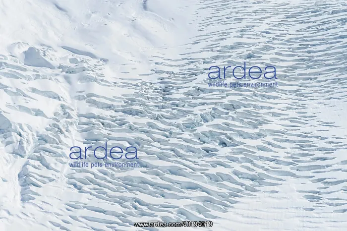 : Aerial view, ice field with longitudinal crevasses : Aerial view, ice field with longitudinal crevasses
