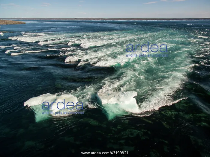 : Aerial view of iceberg grounded in shallow rapids : Aerial view of iceberg grounded in shallow rapids