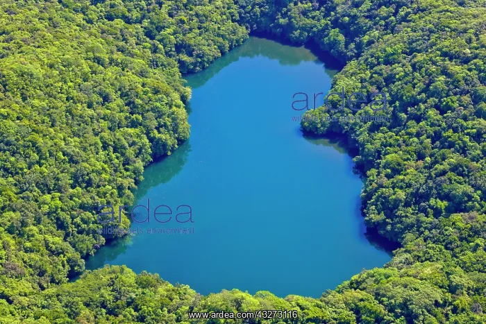: Aerial view of Jelly Fish Lake with Rock : Aerial view of Jelly Fish Lake with Rock