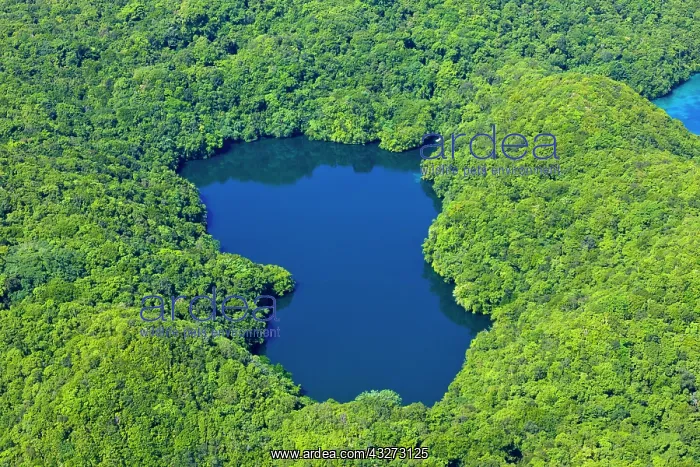 : Aerial view of Jelly Fish Lake with Rock : Aerial view of Jelly Fish Lake with Rock
