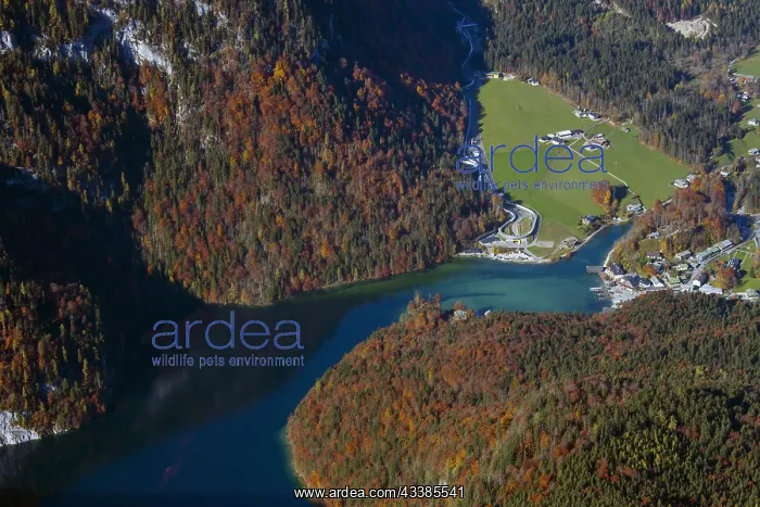 : Aerial view over lake Knnigssee from the mountain : Aerial view over lake Knnigssee from the mountain