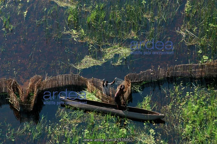 : Aerial view of locals fishing with fences in a Makoro canoe : Aerial view of locals fishing with fences in a Makoro canoe