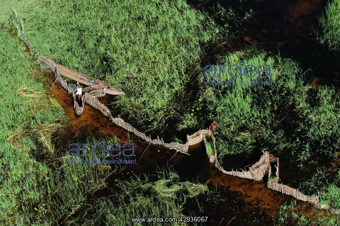 : Aerial view of locals fishing using fences and a Makoro : Aerial view of locals fishing using fences and a Makoro