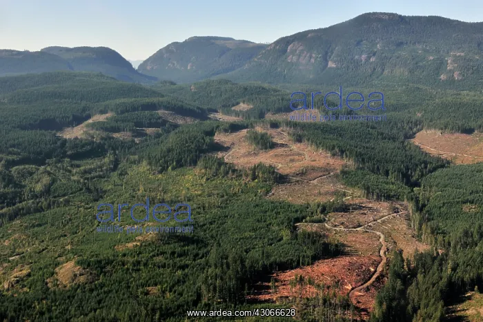 : Aerial view of logged areas : Aerial view of logged areas