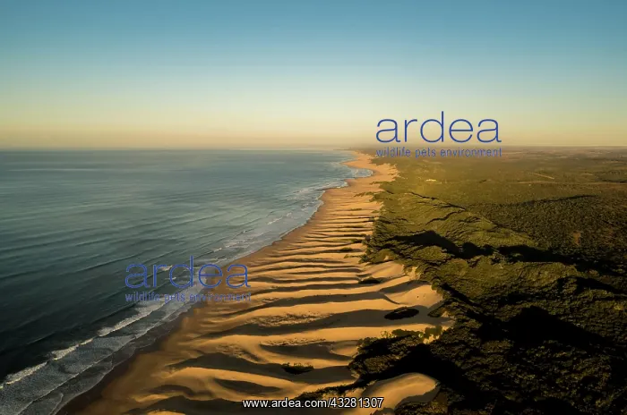 : Aerial view, long coast along sand dunes, Wild Coast : Aerial view, long coast along sand dunes, Wild Coast