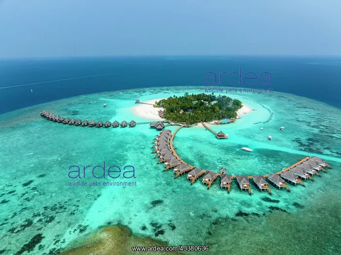 : Aerial View, Maldives, North Mals Atoll, Indian : Aerial View, Maldives, North Mals Atoll, Indian