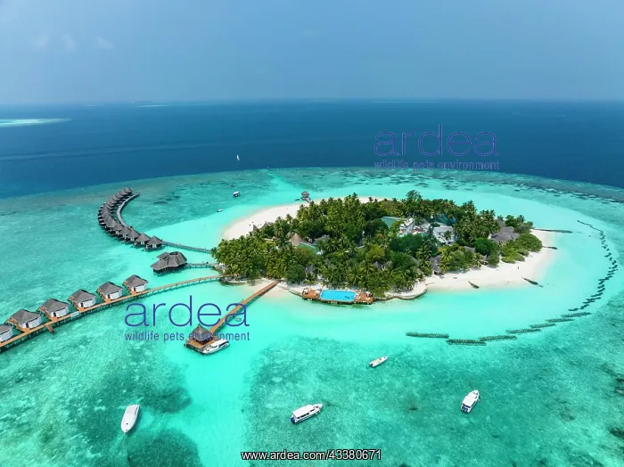 : Aerial View, Maldives, North Mals Atoll, Indian : Aerial View, Maldives, North Mals Atoll, Indian
