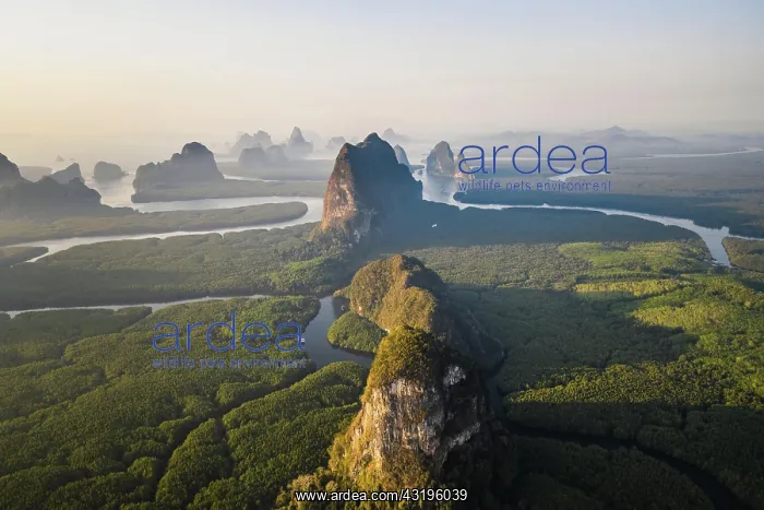 : Aerial view, mangrove forest with meandering river : Aerial view, mangrove forest with meandering river