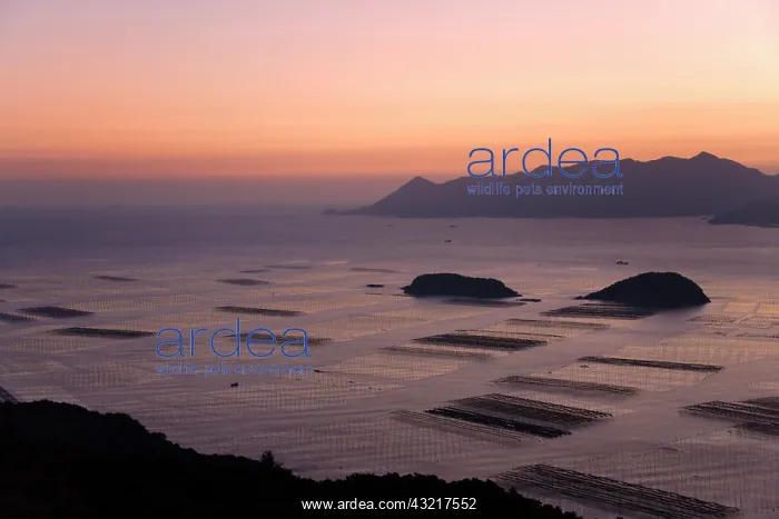 : Aerial view of muddy beach and seaweed farm : Aerial view of muddy beach and seaweed farm