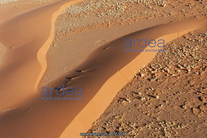 : Aerial view over NamibianBarchan Sand Dune at sunrise : Aerial view over NamibianBarchan Sand Dune at sunrise