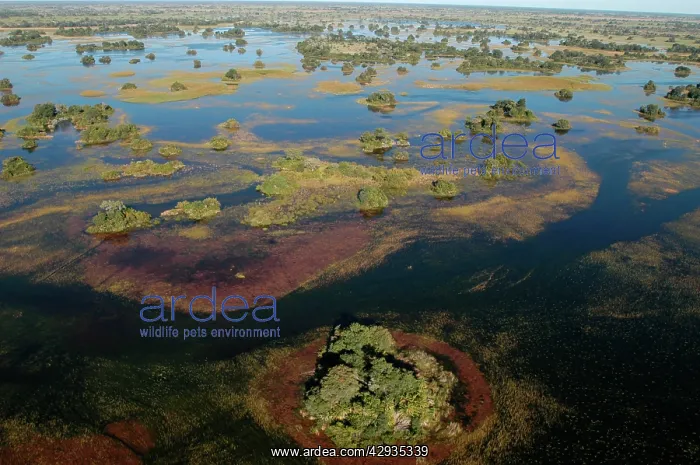 : Aerial view of Okavango Delta : Aerial view of Okavango Delta