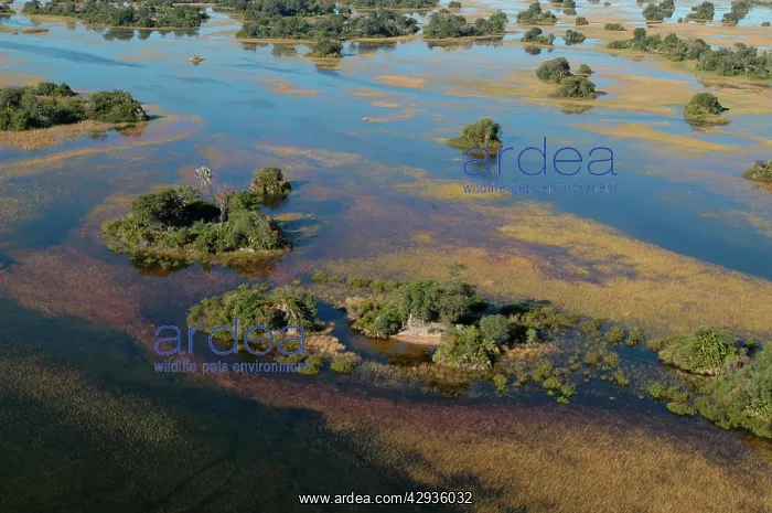 : Aerial view of Okavango Delta : Aerial view of Okavango Delta