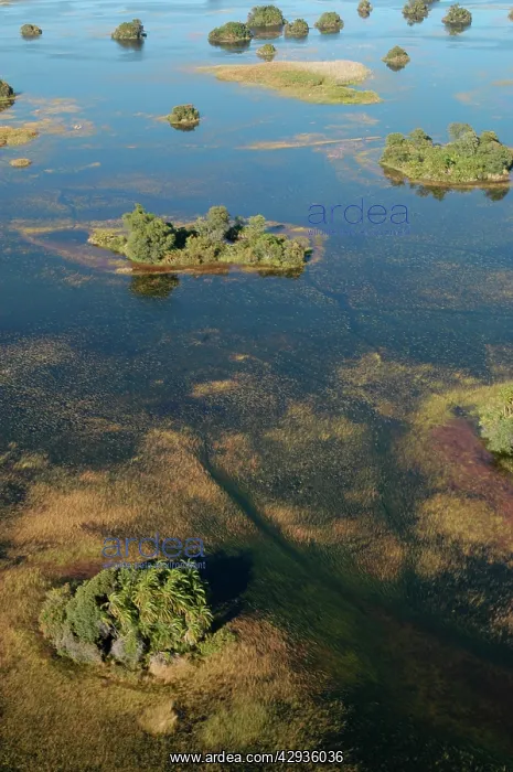 : Aerial view of Okavango Delta : Aerial view of Okavango Delta