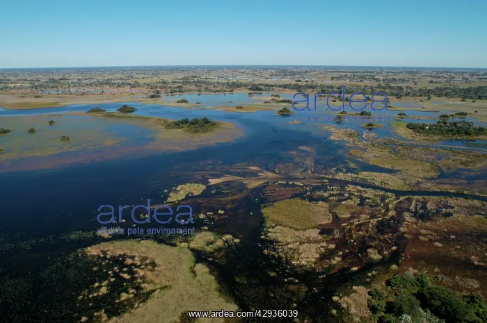 : Aerial view of Okavango Delta : Aerial view of Okavango Delta