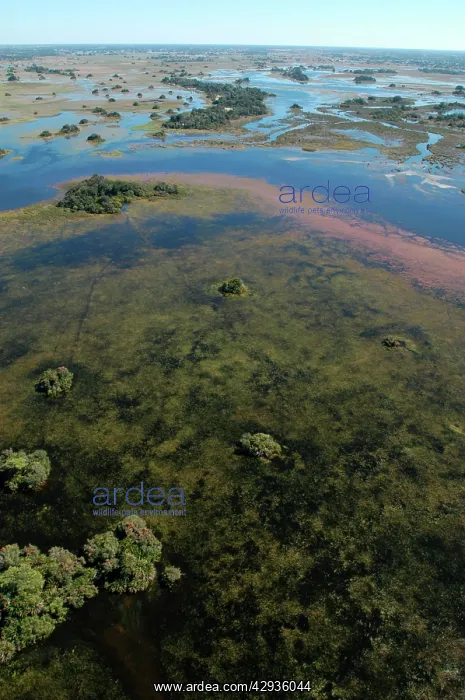 : Aerial view of Okavango Delta : Aerial view of Okavango Delta