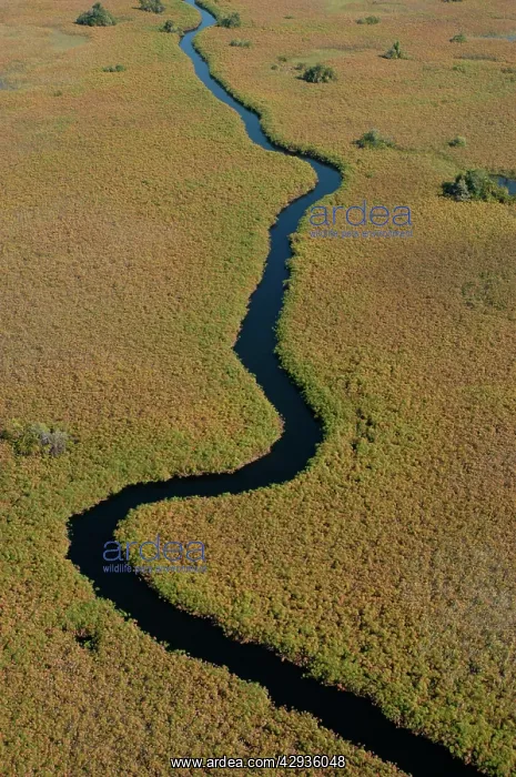 : Aerial view of Okavango Delta : Aerial view of Okavango Delta