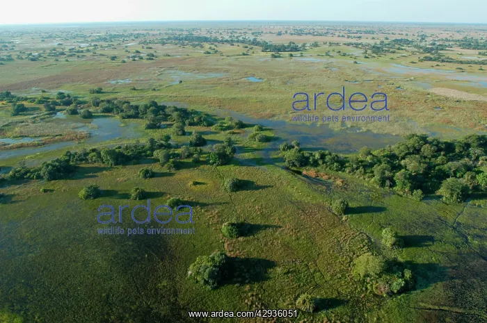 : Aerial view of Okavango Delta : Aerial view of Okavango Delta