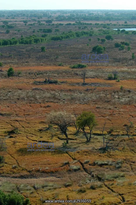 : Aerial view of Okavango Delta : Aerial view of Okavango Delta