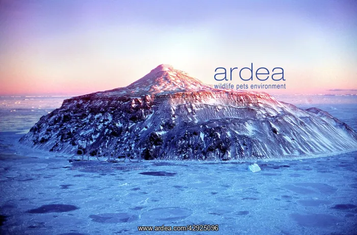 : Aerial view of Paulet Island - near northern tip : Aerial view of Paulet Island - near northern tip