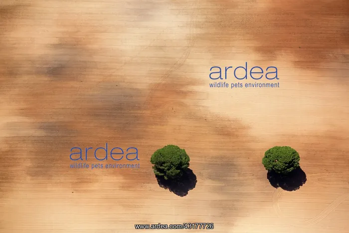: Aerial view of Pine trees in a field, Huelva, Andalusia : Aerial view of Pine trees in a field, Huelva, Andalusia