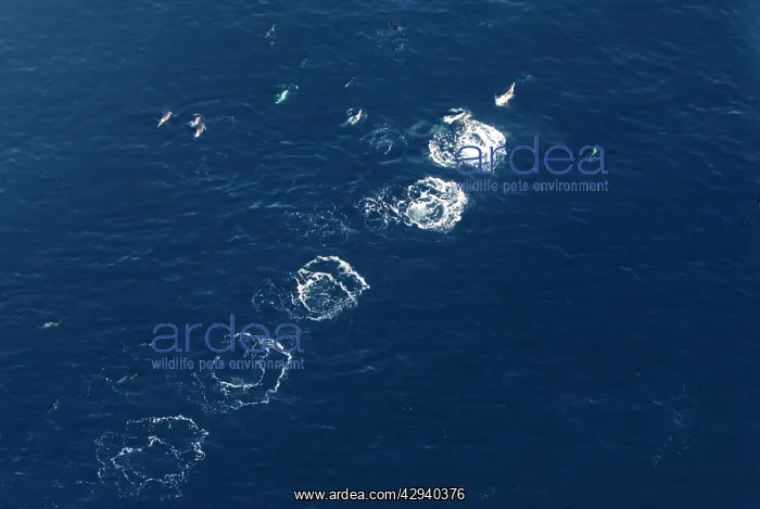 : Aerial view of a pod of Dusky dolphins - one dolphin : Aerial view of a pod of Dusky dolphins - one dolphin