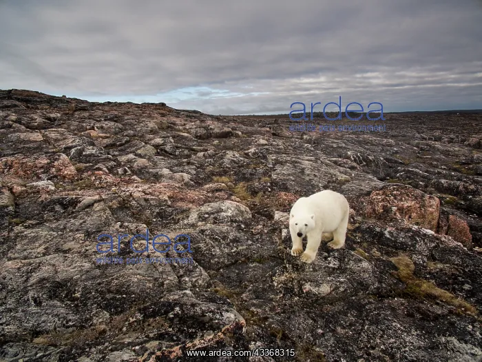 : Aerial view of Polar Bear (Ursus maritimus) walking : Aerial view of Polar Bear (Ursus maritimus) walking