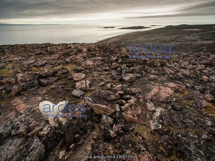 : Aerial view of Polar Bear (Ursus maritimus) walking : Aerial view of Polar Bear (Ursus maritimus) walking