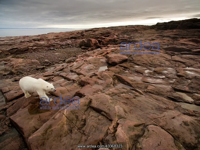 : Aerial view of Polar Bear (Ursus maritimus) walking : Aerial view of Polar Bear (Ursus maritimus) walking