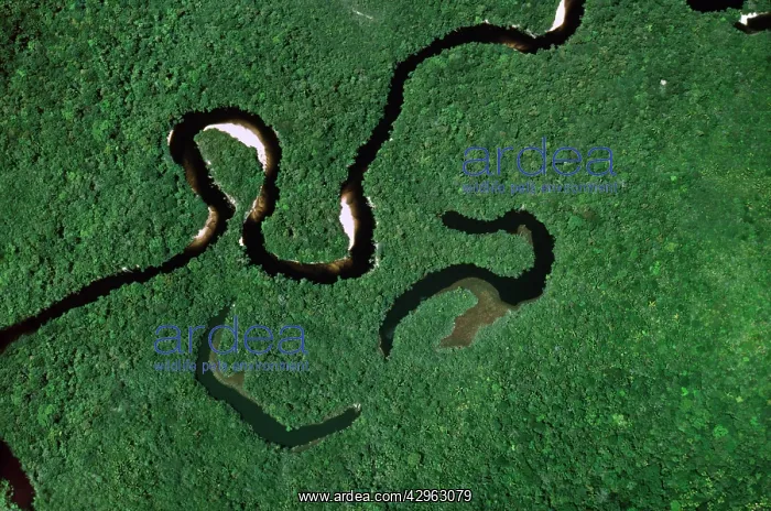 : Aerial view of Rain Forest with Caroni River and Ox-Bows : Aerial view of Rain Forest with Caroni River and Ox-Bows