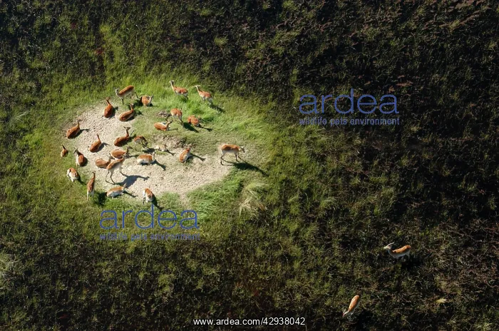: Aerial view of Red Lechwe on Island : Aerial view of Red Lechwe on Island
