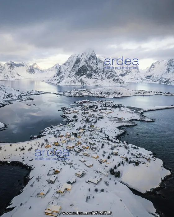 : Aerial view, Reinefjord with snowy mountains, view : Aerial view, Reinefjord with snowy mountains, view
