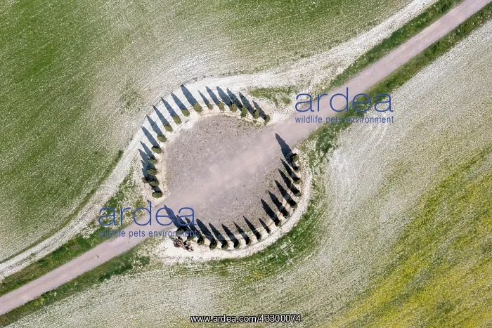 : Aerial view, ring of cypresses (Cupressus) field