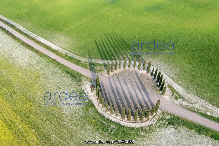  : Aerial view, ring of cypresses (Cupressus) field