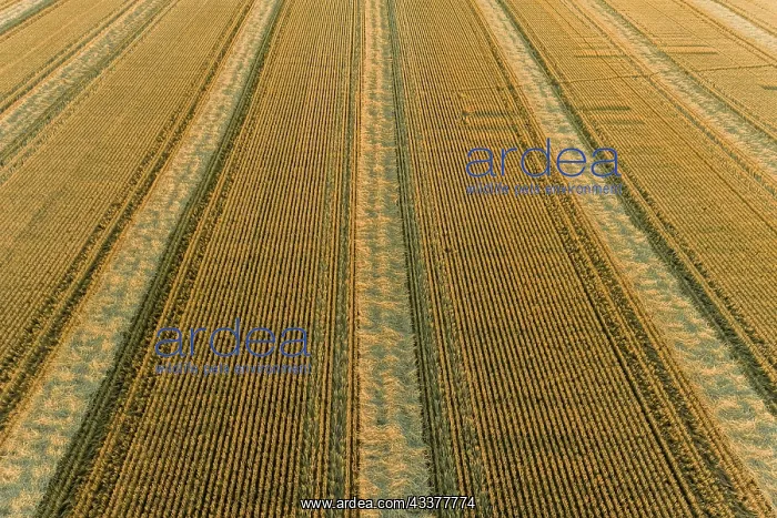 : Aerial view of rows of wheat straw before baling : Aerial view of rows of wheat straw before baling