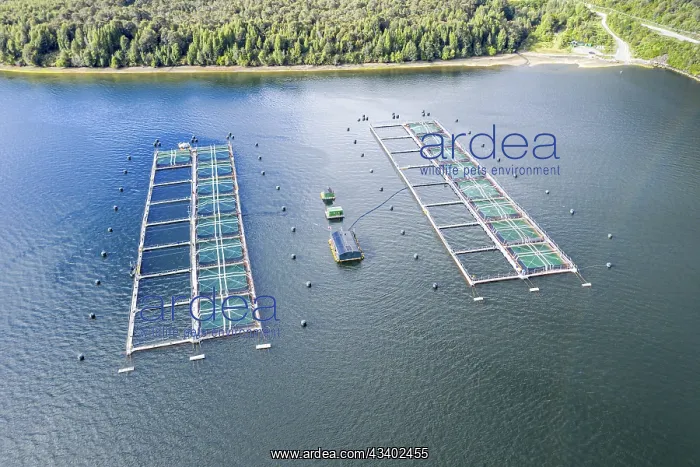 : Aerial view of a salmon farm south of Puyuhuapi : Aerial view of a salmon farm south of Puyuhuapi