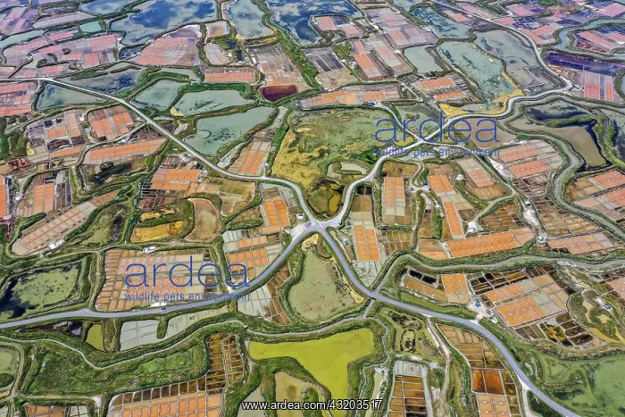 : Aerial view of the salt marshes, salt fields of : Aerial view of the salt marshes, salt fields of