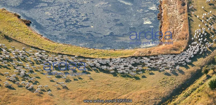 : Aerial view of Salted Sheep in meadow in Baie de Somme : Aerial view of Salted Sheep in meadow in Baie de Somme