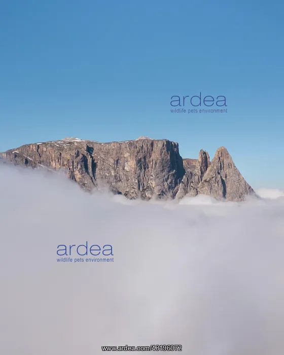 : Aerial view, sea of fog around the Schlern Berg : Aerial view, sea of fog around the Schlern Berg