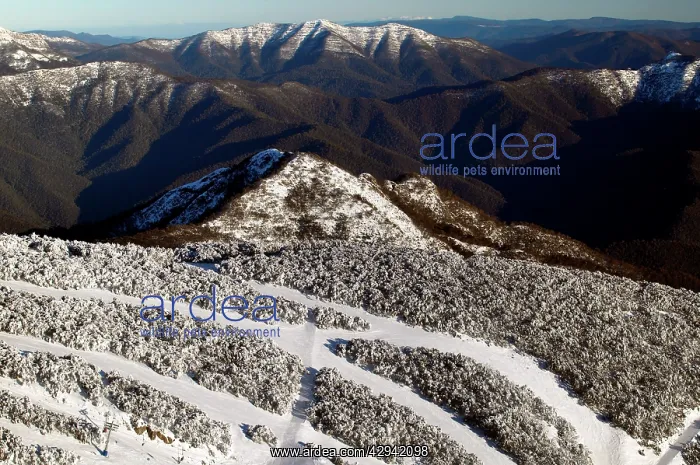 : Aerial view of ski runs on Mount Buller in winter : Aerial view of ski runs on Mount Buller in winter