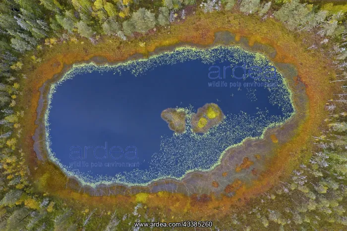 : Aerial view over small pond with blue water in bog : Aerial view over small pond with blue water in bog