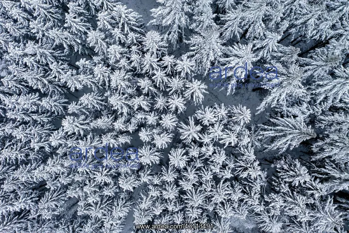 : Aerial view, with snow-covered conifers, firs and : Aerial view, with snow-covered conifers, firs and