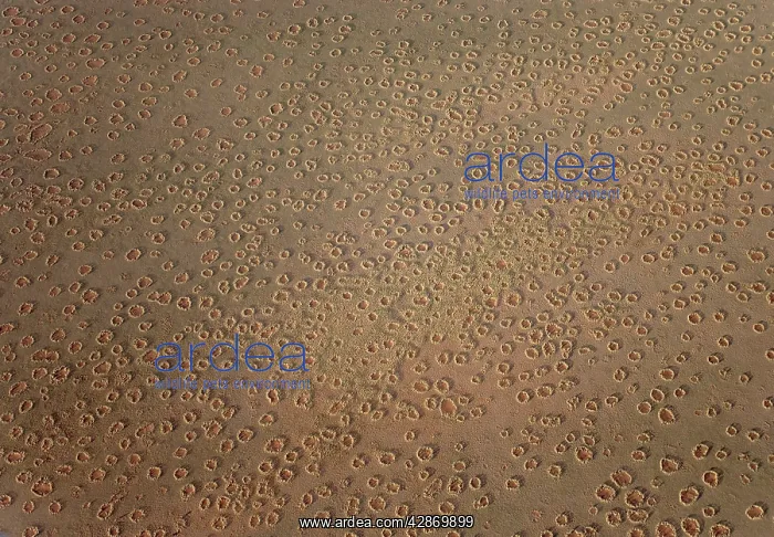 : Aerial view of the so-called Fairy Circles, which : Aerial view of the so-called Fairy Circles, which