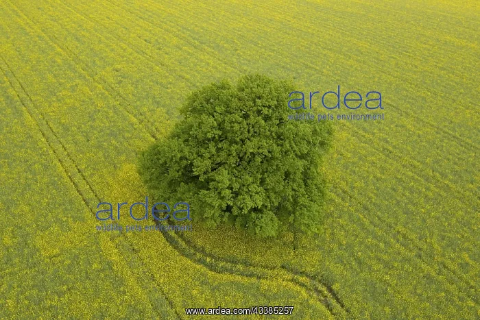: Aerial view over solitary common oak, pedunculate : Aerial view over solitary common oak, pedunculate