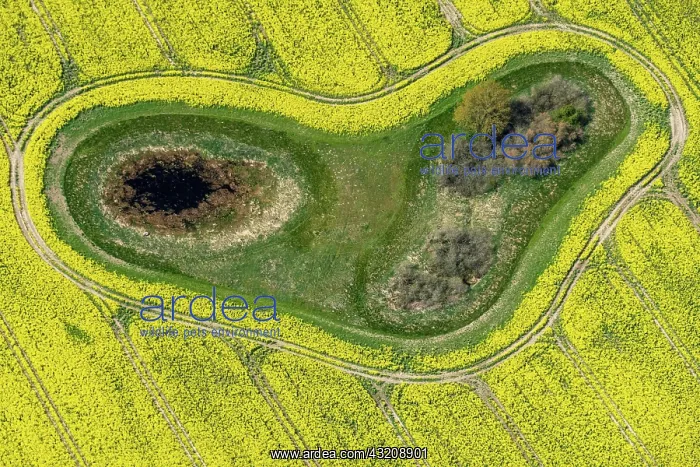 : Aerial view of a Soll in a rape field, Formed by : Aerial view of a Soll in a rape field, Formed by