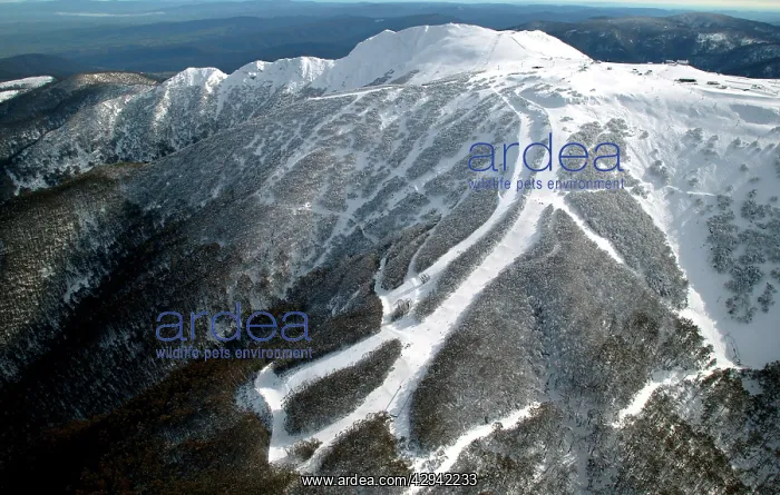 : Aerial view of southern slopes of Mount Buller : Aerial view of southern slopes of Mount Buller