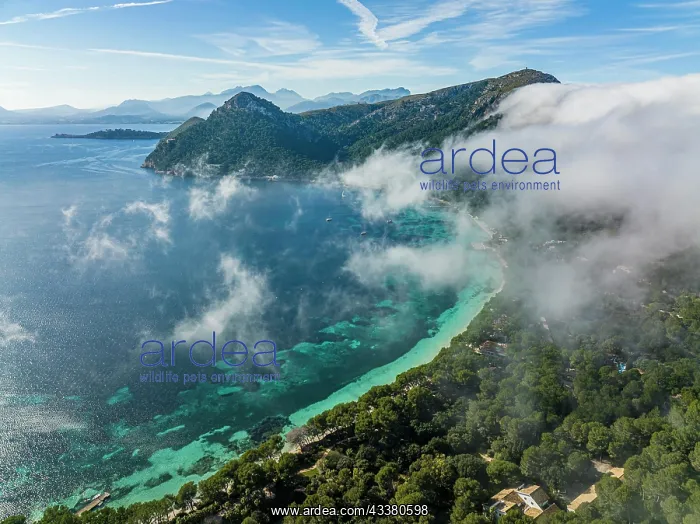 : Aerial view, Spain, Balearic Islands, Port de Pollenca : Aerial view, Spain, Balearic Islands, Port de Pollenca